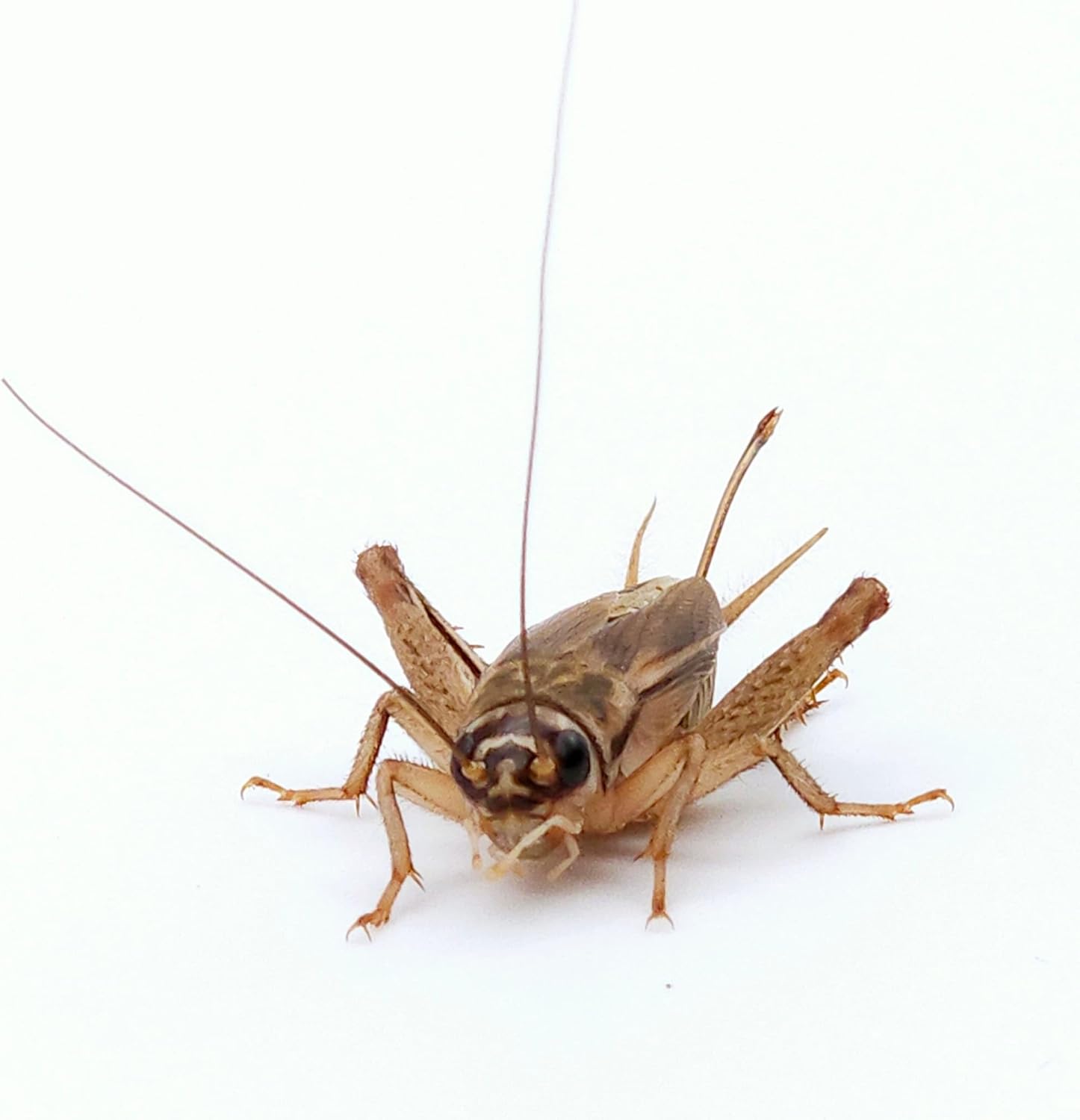Eurocrickets Heimchen groß – Futtertiere lebend
